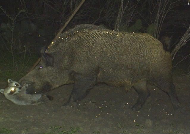 poster child for wild hog elimination - The Great Outdoors