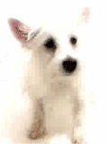ANIMATED1_zpscb8c686f.gif