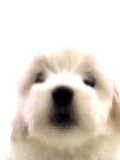 ANIMATED2_zpsd10fa3e9.gif
