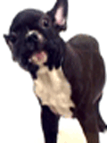 ANIMATED3_zps4f93feb5.gif