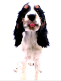 ANIMATED4_zpse17b5f27.gif