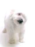 ANIMATED5_zps0124f0f4.gif