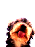 ANIMATED7_zps33f7835a.gif