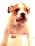 ANIMATED8_zpsec215098.gif