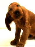 ANIMATED9_zpsbc6c6c7a.gif