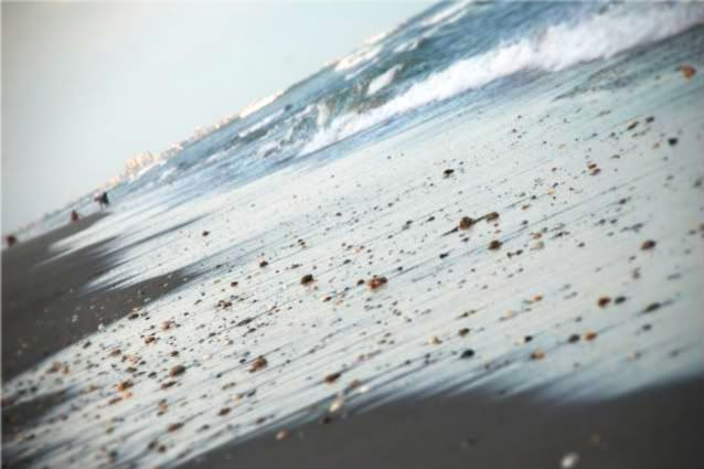 Beach Shells