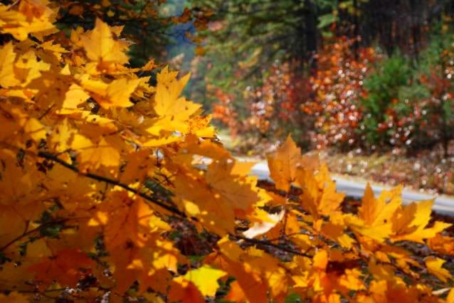 yellow leaves