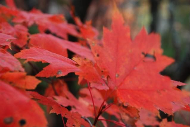 red leaf