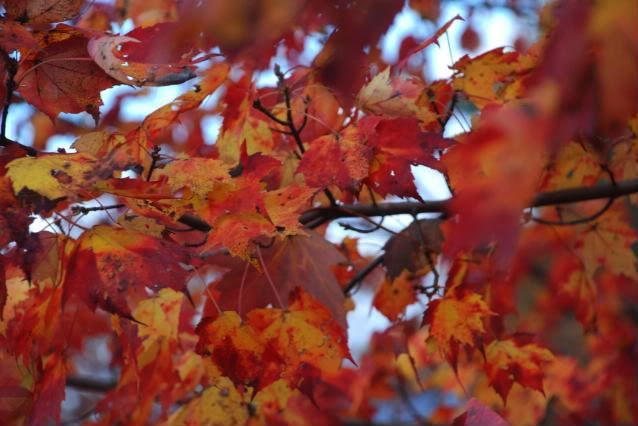 leaves and sky