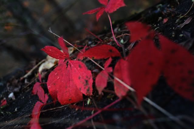scarlet leaves