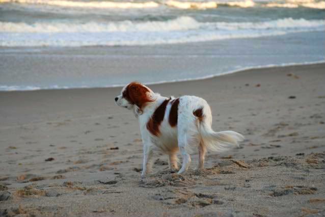 beach scarlett