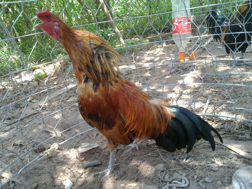 Gà Vàng EM (Bổ Sung Hình Và Thông Tin)) - 1