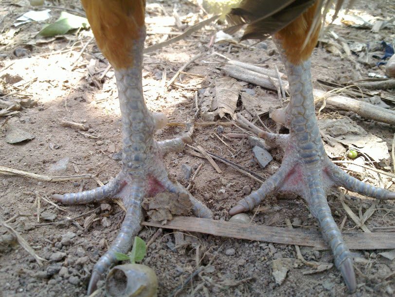 Gà Vàng EM (Bổ Sung Hình Và Thông Tin)) - 2