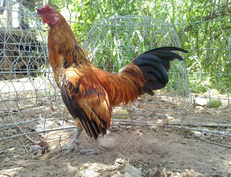 Gà Vàng EM (Bổ Sung Hình Và Thông Tin))