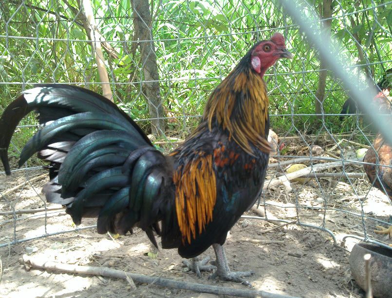 Gà Vàng EM (Bổ Sung Hình Và Thông Tin)) - 5