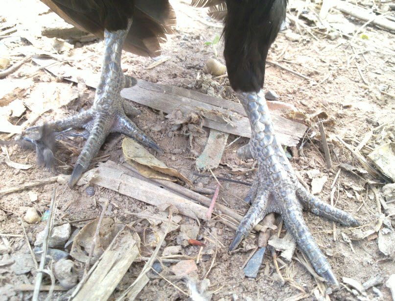 Gà Vàng EM (Bổ Sung Hình Và Thông Tin)) - 7