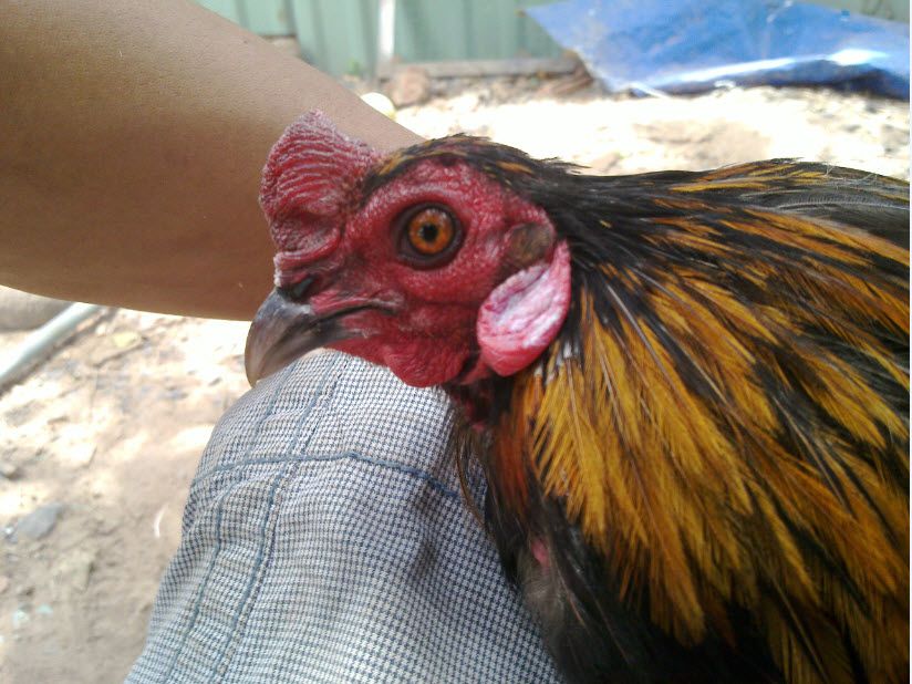 Gà Vàng EM (Bổ Sung Hình Và Thông Tin)) - 6