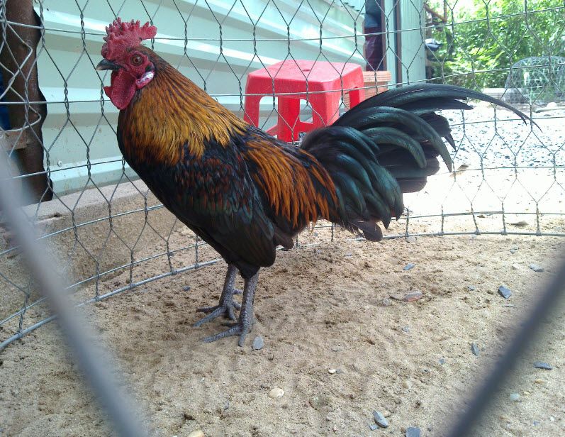 Gà Vàng EM (Bổ Sung Hình Và Thông Tin)) - 9