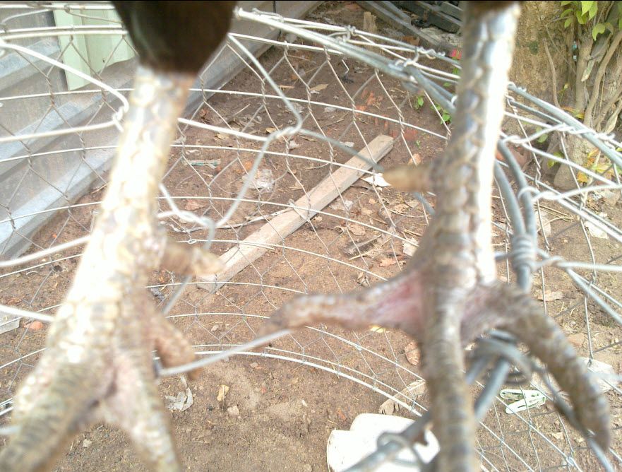 Gà  Nồi Zin Cho AE Nào Có Tình Kiên Nhẫn