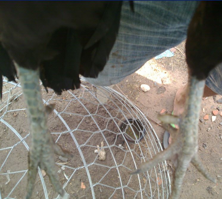 Gà  Nồi Zin Cho AE Nào Có Tình Kiên Nhẫn - 3