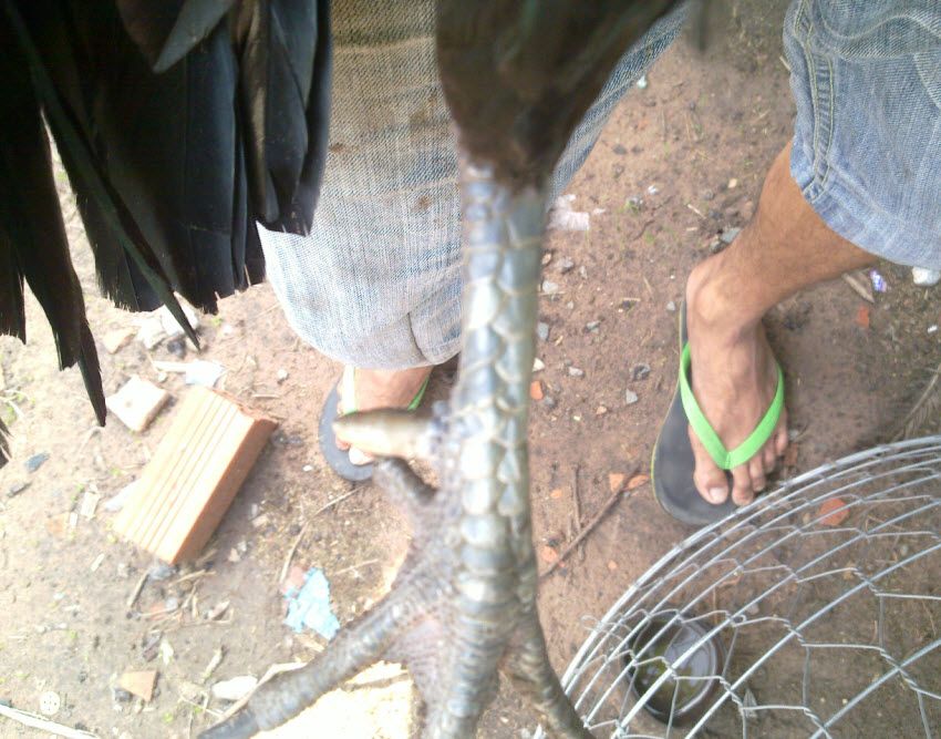 Gà  Nồi Zin Cho AE Nào Có Tình Kiên Nhẫn - 2