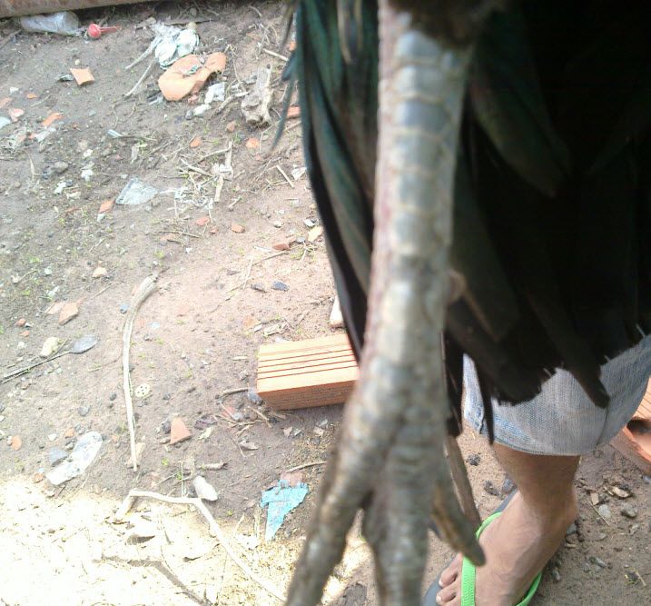 Gà  Nồi Zin Cho AE Nào Có Tình Kiên Nhẫn - 1