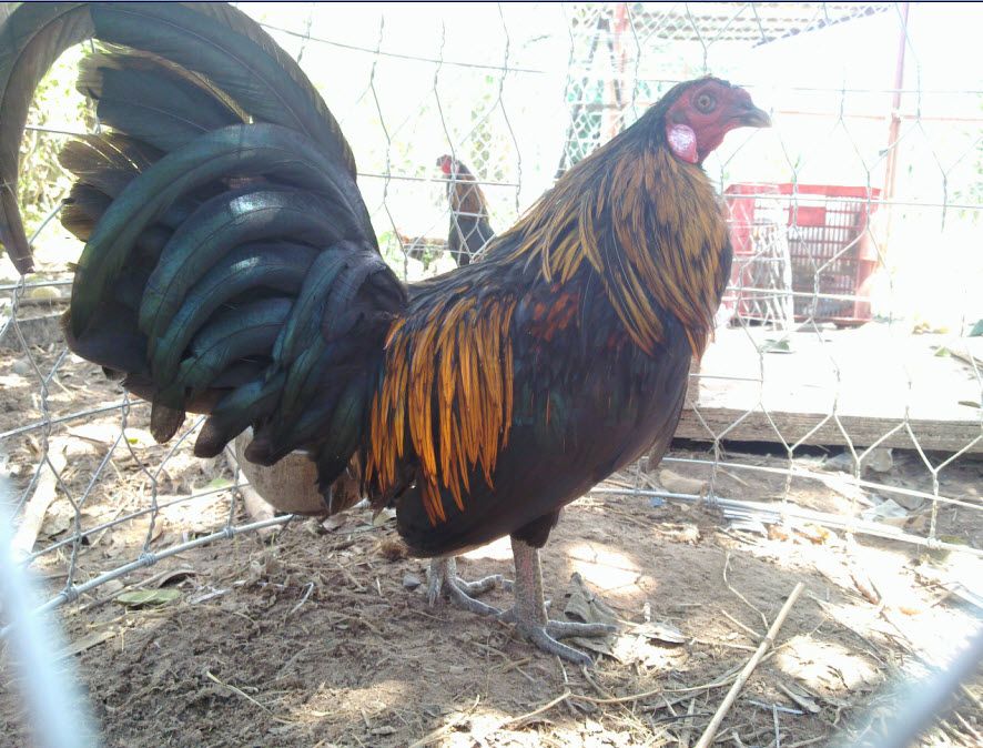 3 Anh Em gà Que (Mới Đi Thẩm Mỹ Viện Về) - 4