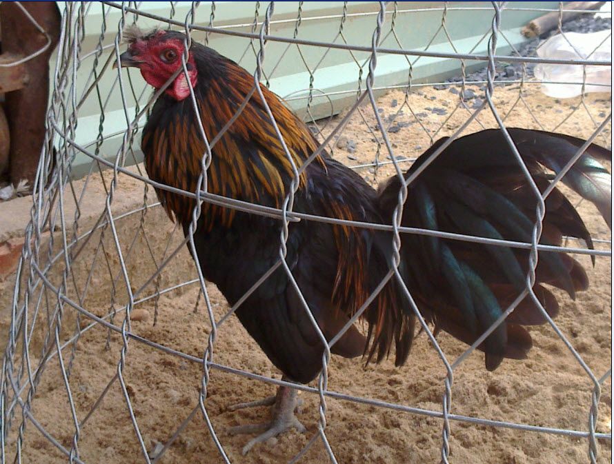 3 Anh Em gà Que (Mới Đi Thẩm Mỹ Viện Về)