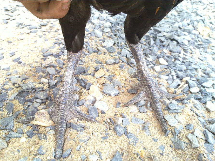 3 Anh Em gà Que (Mới Đi Thẩm Mỹ Viện Về) - 8