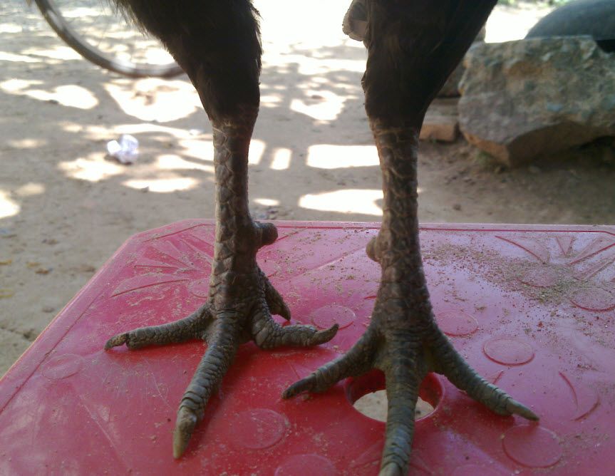 3 Anh Em gà Que (Mới Đi Thẩm Mỹ Viện Về) - 3