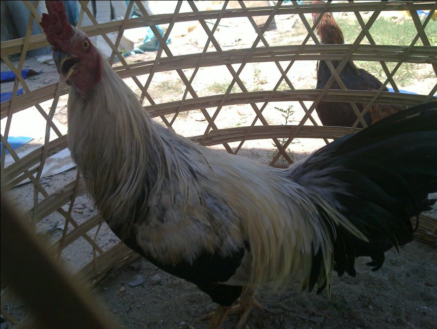 Gà  Nồi Zin Cho AE Nào Có Tình Kiên Nhẫn - 5