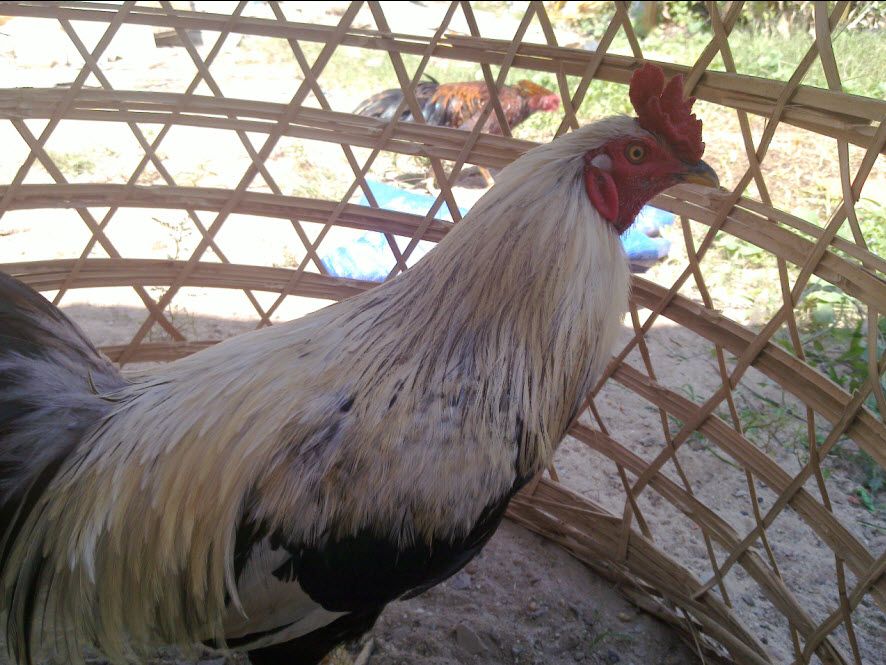 Gà  Nồi Zin Cho AE Nào Có Tình Kiên Nhẫn - 4