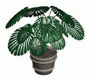 PlantMonstera.gif~original