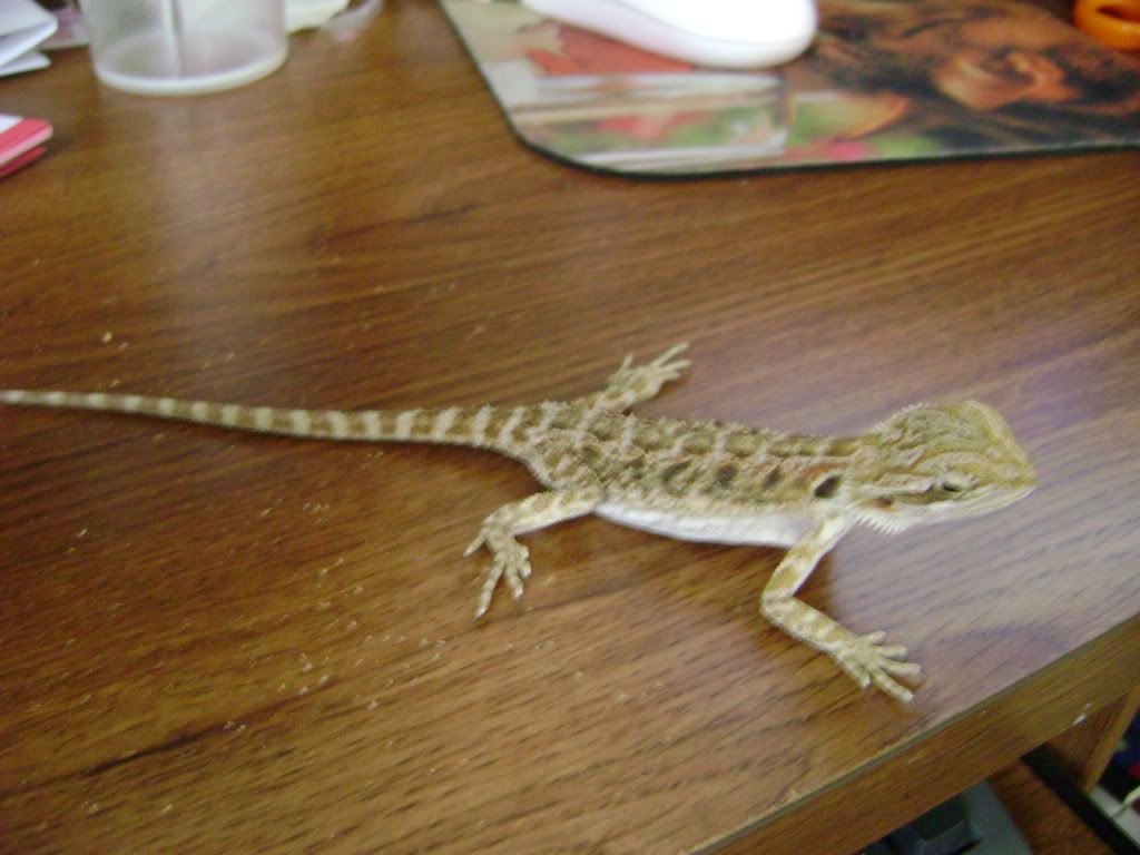 dragon under weight? • Bearded Dragon . org