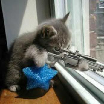 cat with gun Pictures, Images and Photos