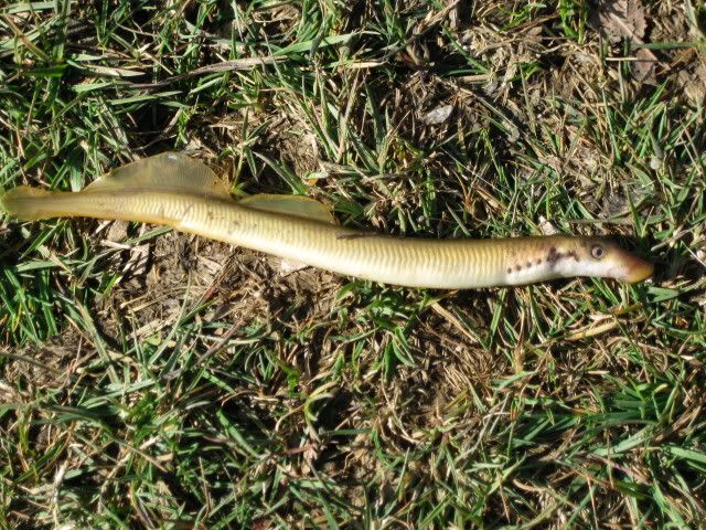 Lamprey Pictures, Images and Photos