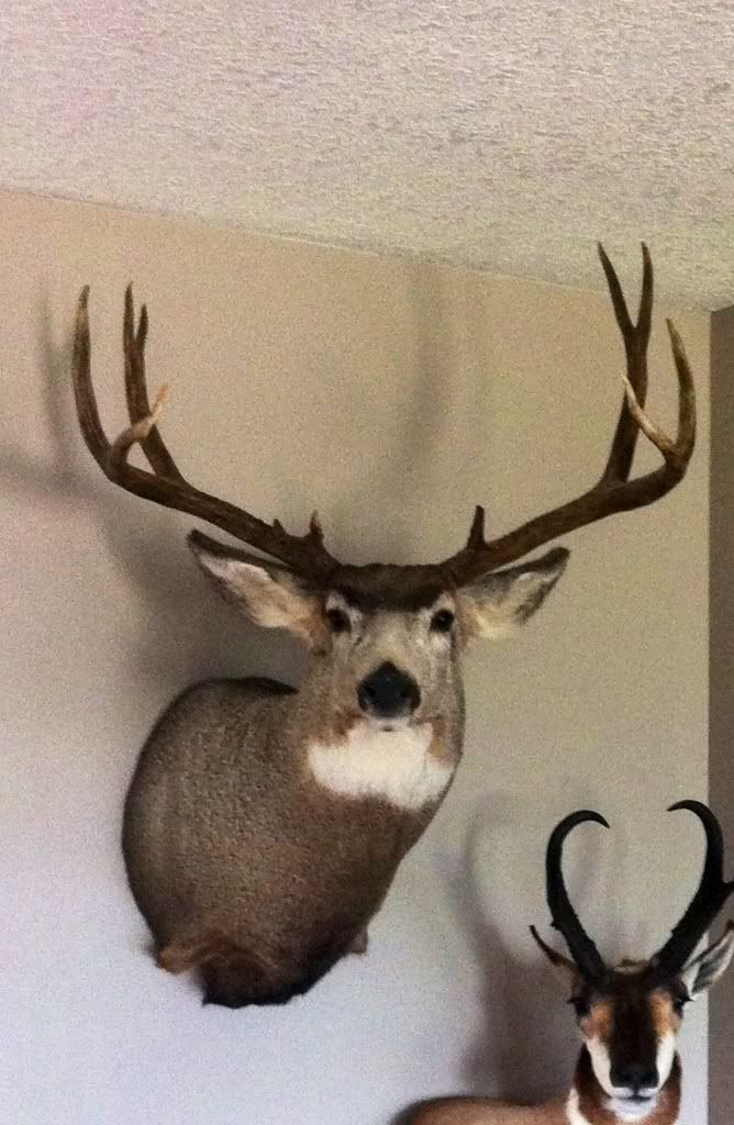 Post your mule deer with score Alberta Outdoorsmen Forum