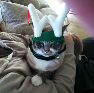 Cat in Christmas Outfit