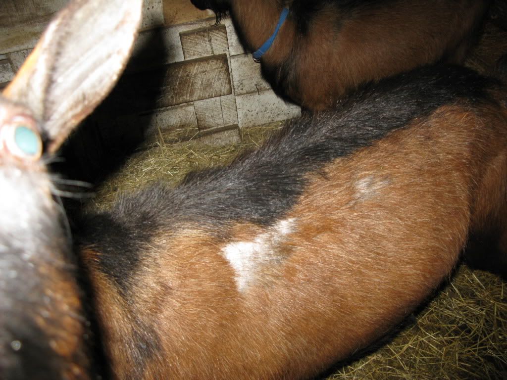 Buck losing hair - Goats