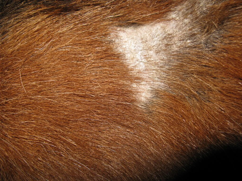 Buck losing hair - Goats